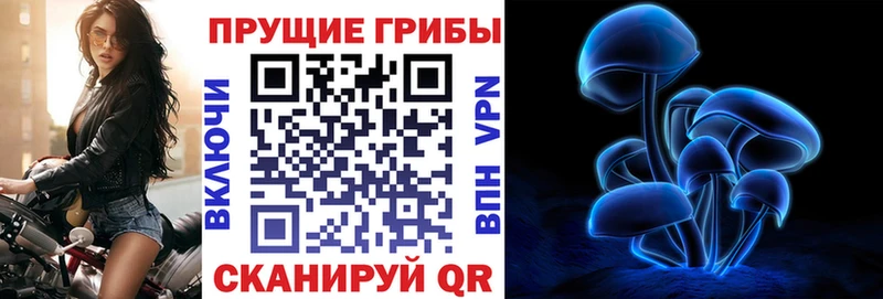 купить  сайты  Великий Устюг  Псилоцибиновые грибы мицелий 